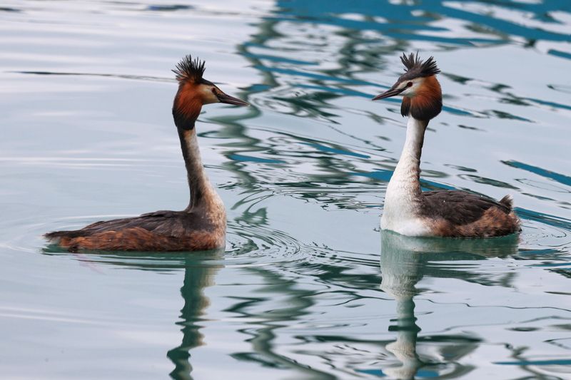 Брачные игры чомг фото превью