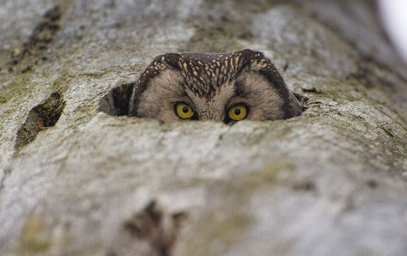 Глаза из дерева :) фото превью