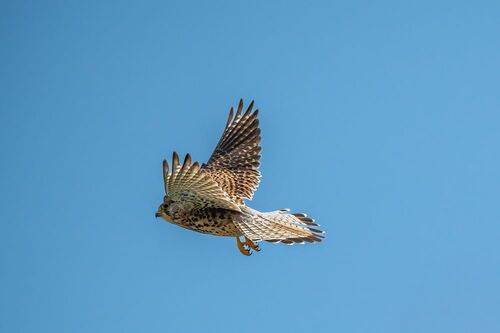 Common kestrel