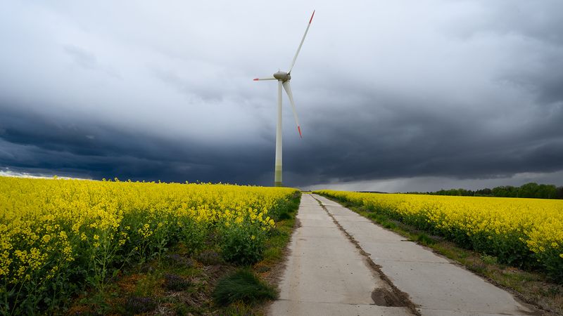 калининград, рапс_цветёт * фото превью