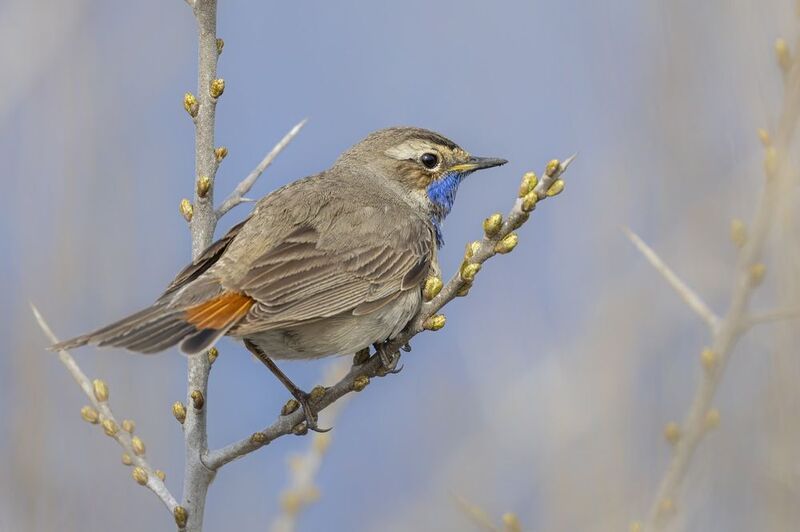 варакушка, птицы Варакушка фото превью