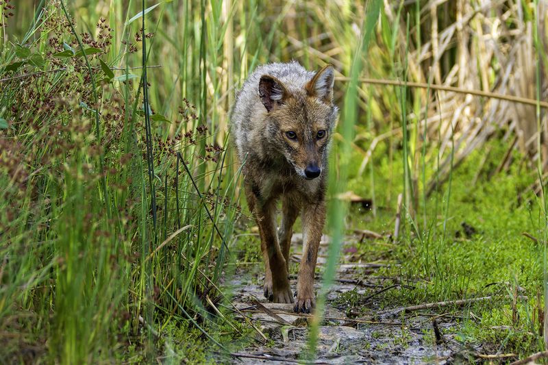 Золотистый шакал. фото превью