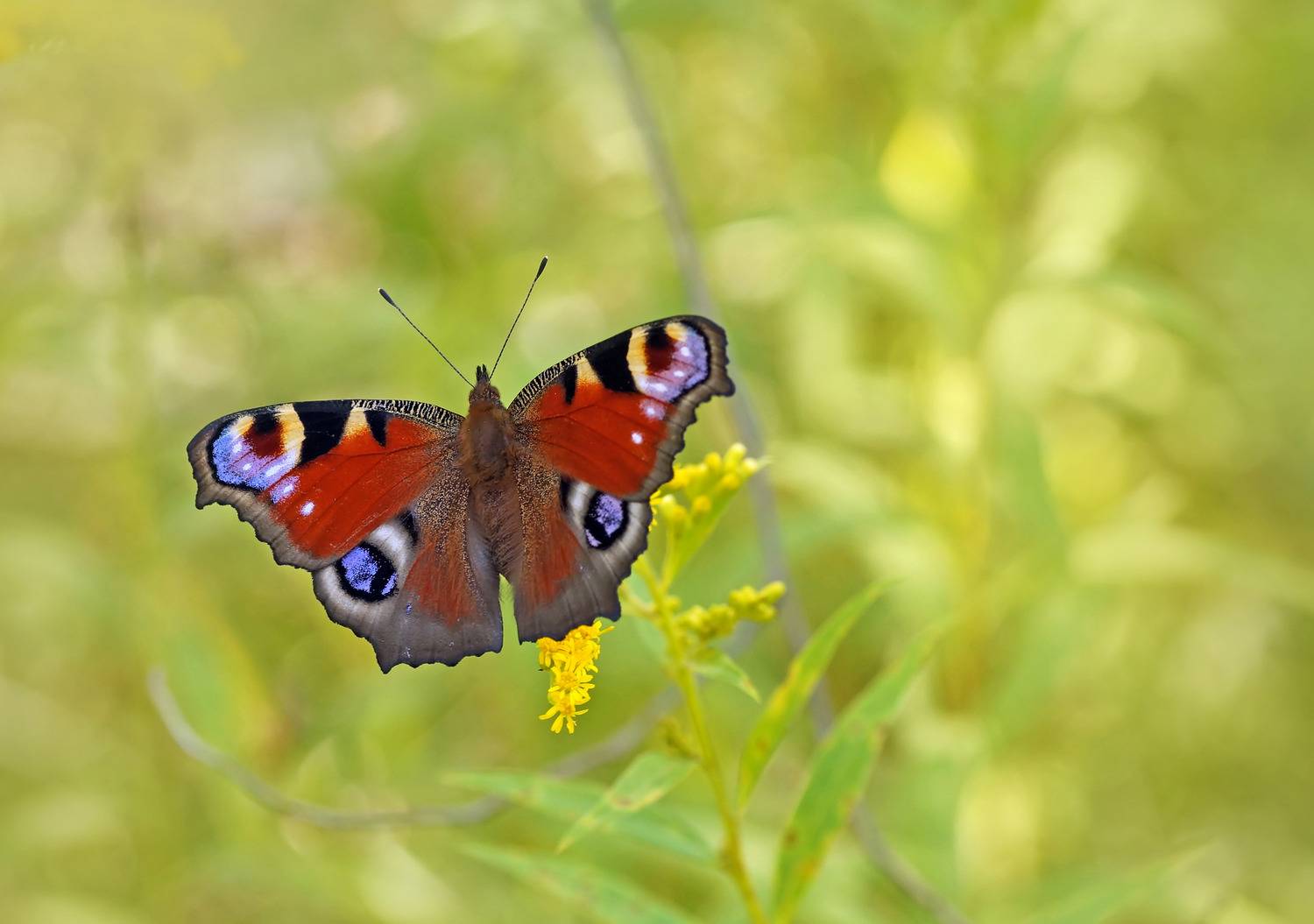 Павлиний глаз, бабочка, лето, Чепленко Алексей