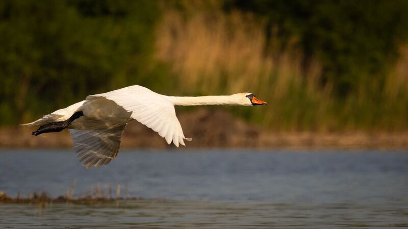 Swan фото превью