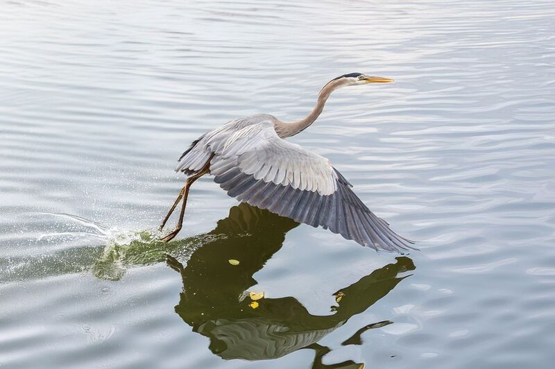 Тяжелый взлет фото превью