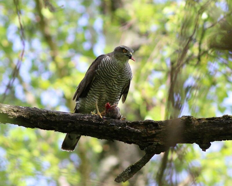 ястреб-перепелятник, ястреб, accipiter nisus, eurasian sparrowhawk, hawk Хищница фото превью