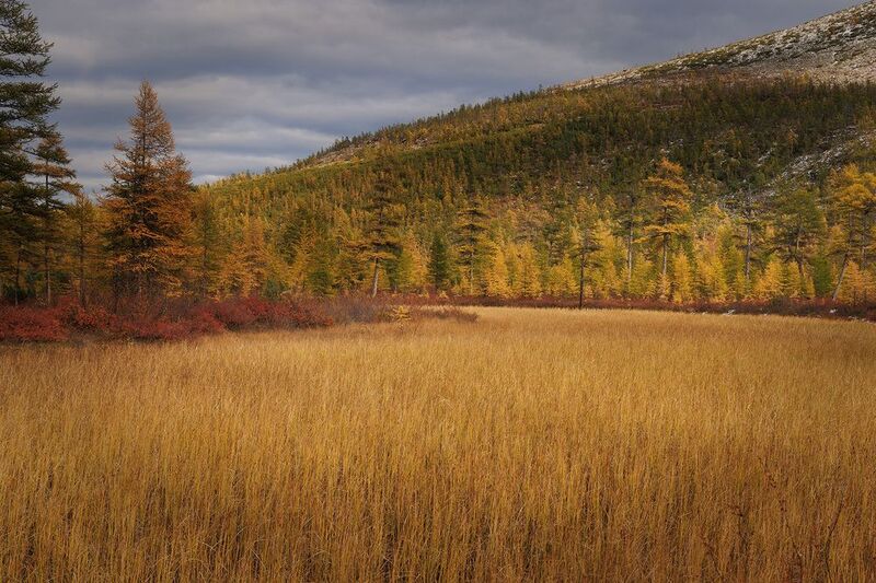 Золотая Колыма фото превью