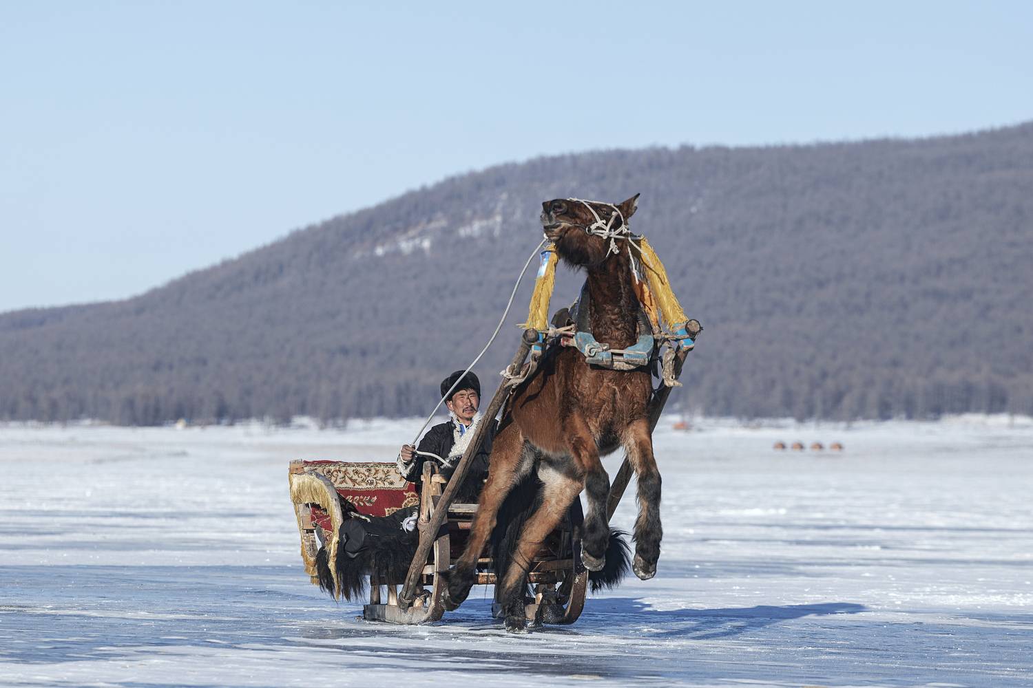 mongolian noamdic winter ice festival khuvsgul lake horse man portrait, ganzorig miimaa