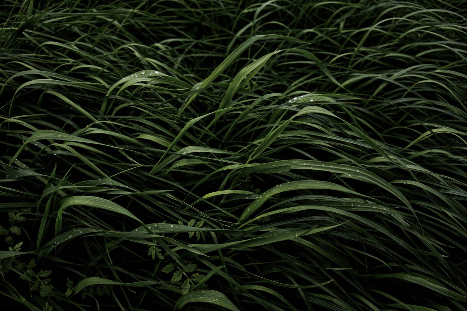 стрит, улица репортаж, фотопрогулка, Какоткин Роман