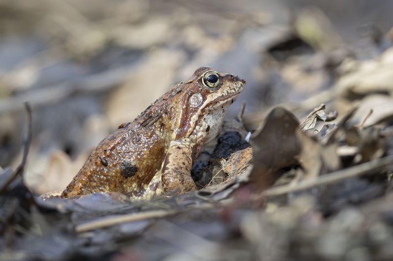 Травяная лягушка,  лягушка Травяная лягушка фото превью