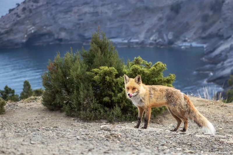 Новосветский лис фото превью