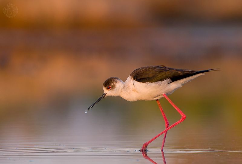 Ходулочник - Lens and Feathers фото превью