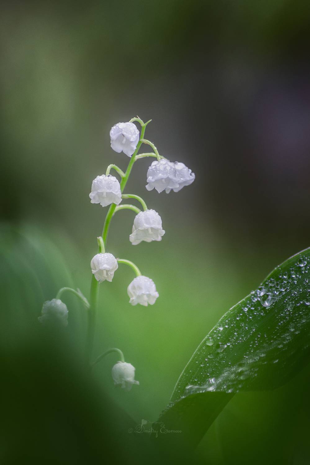 , Еремеев Дмитрий