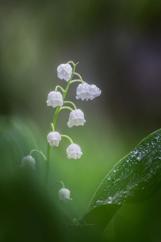 Где-то в лесу... фото превью