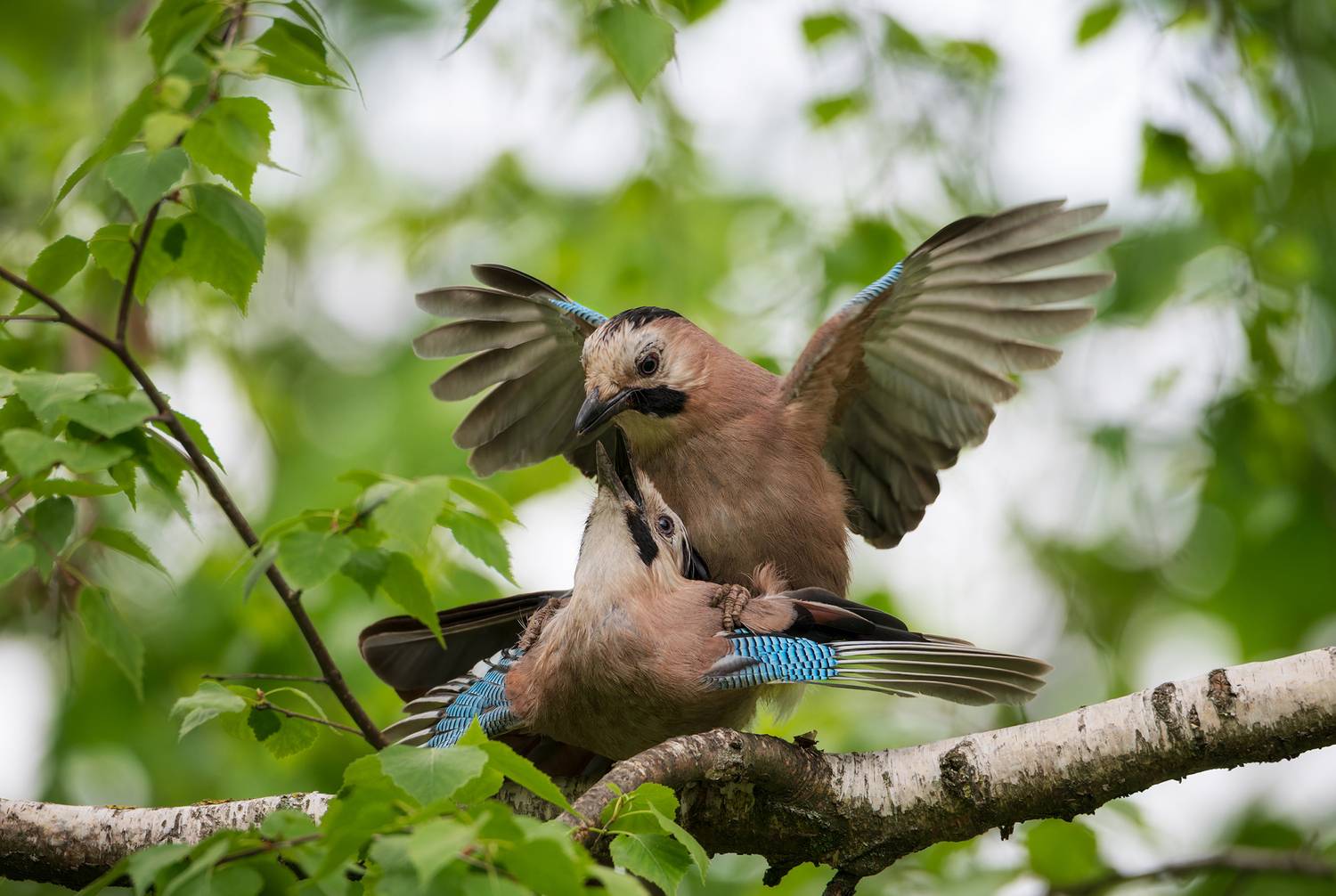 , Сергей Тихомиров