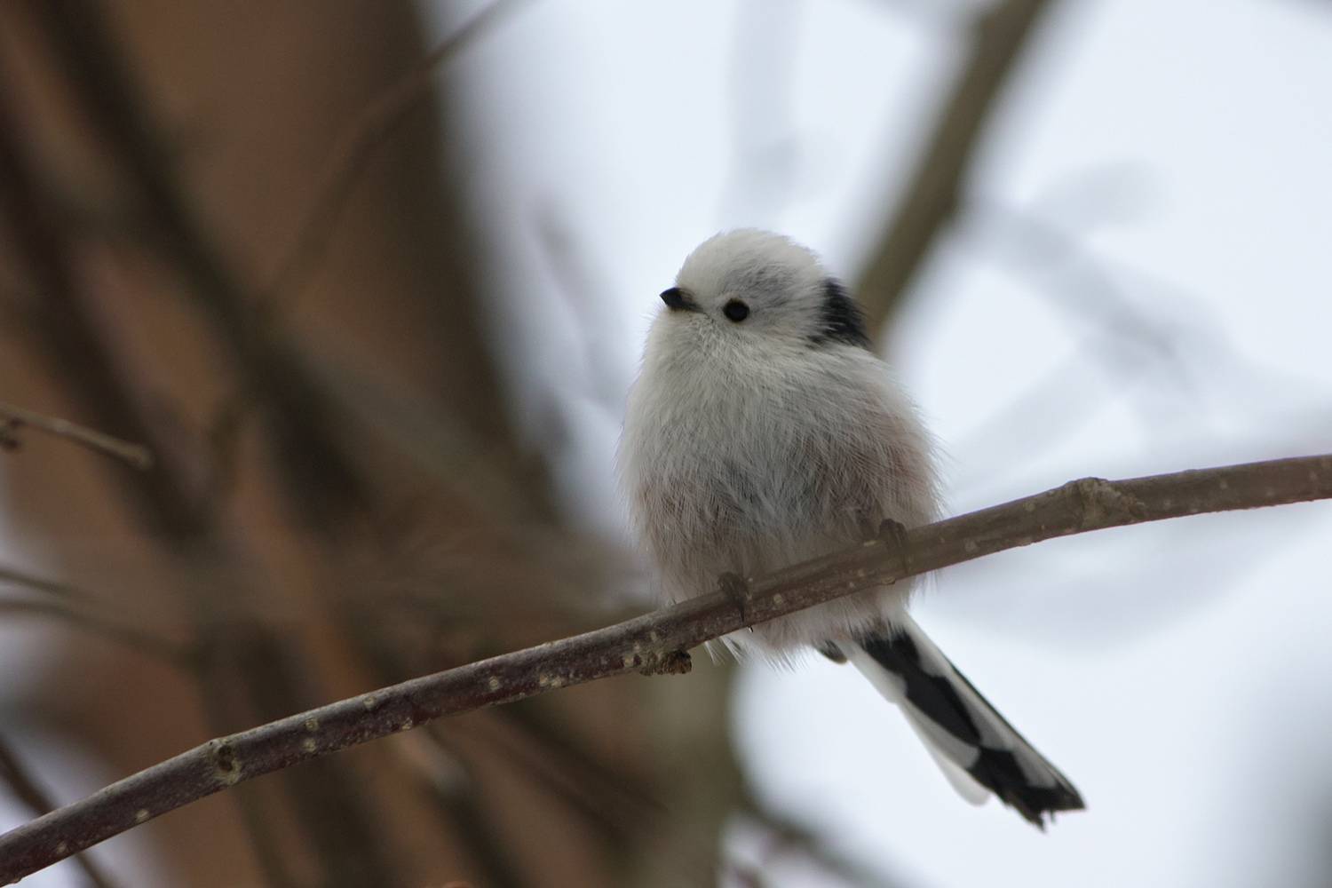 синица, длиннохвостая синица, ополовник, aegithalos caudatus, КарОл