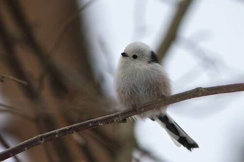 Ополовник (Aegithalos caudatus)