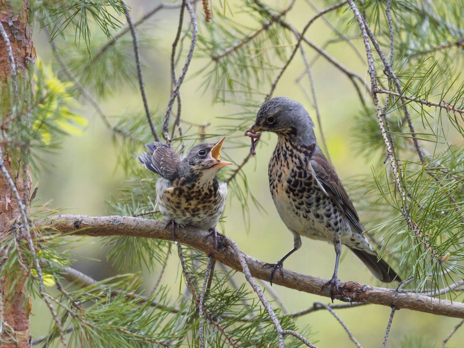 , Красников Андрей