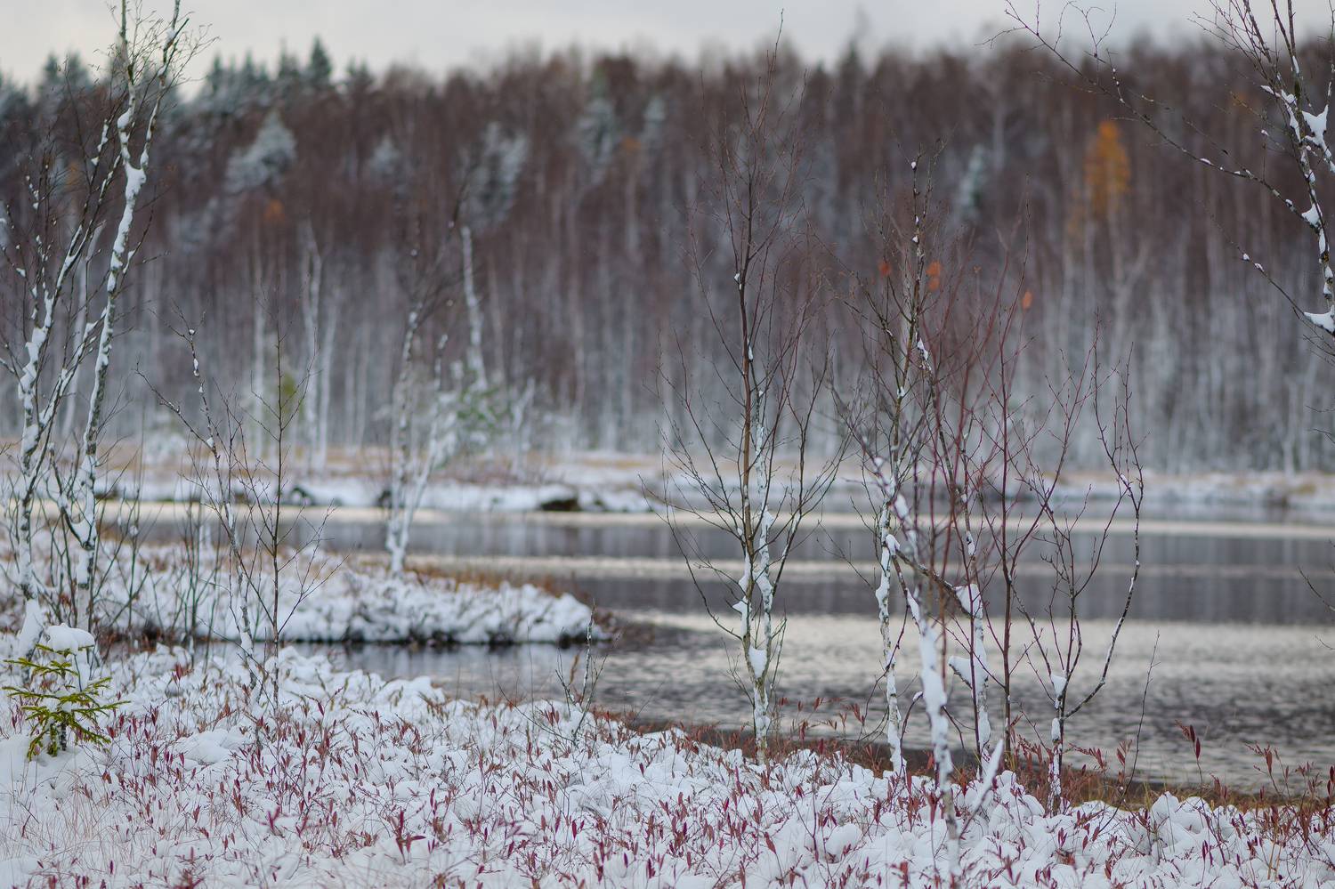 верховое болото, озеро, Соварцева Ксения