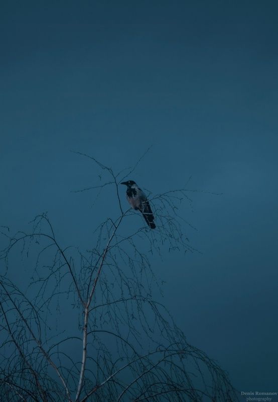 природа,nature, весна,spring, bird, птица  фото превью