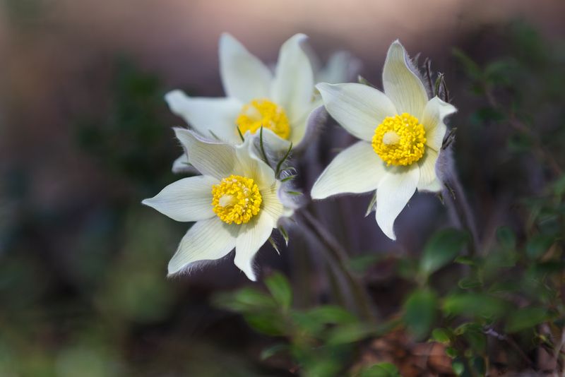 весна, сон-трава, первые, сибирь, телевик Сон -трава. фото превью