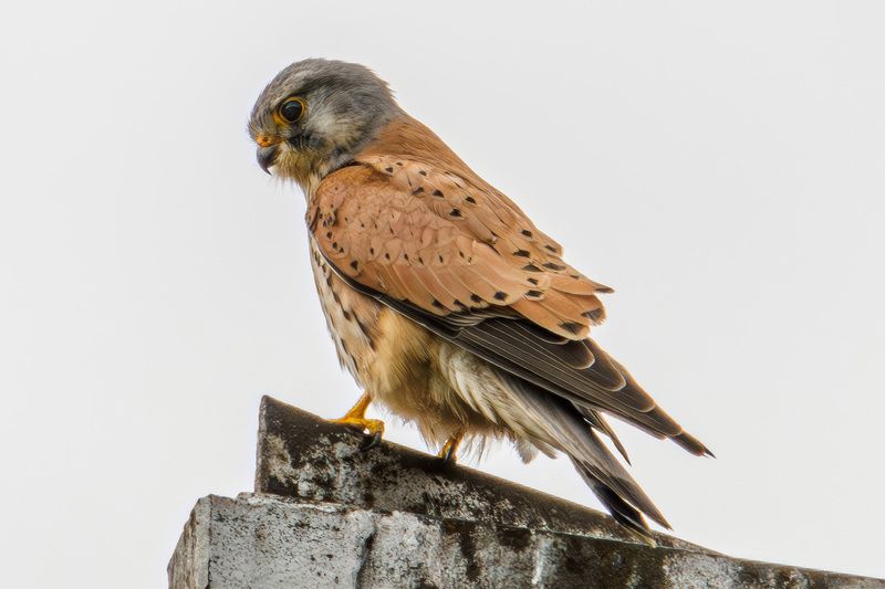 пустельга Пустельга обыкновенная фото превью