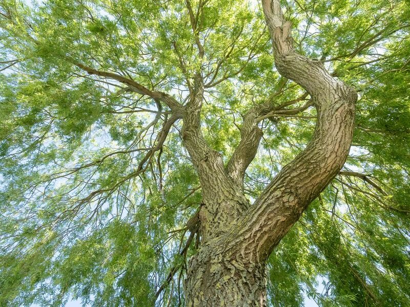 Под ивой фото превью