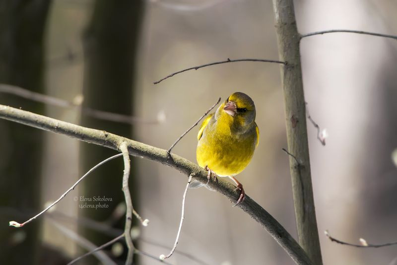 зеленушка, птицы, весна Зеленушка фото превью