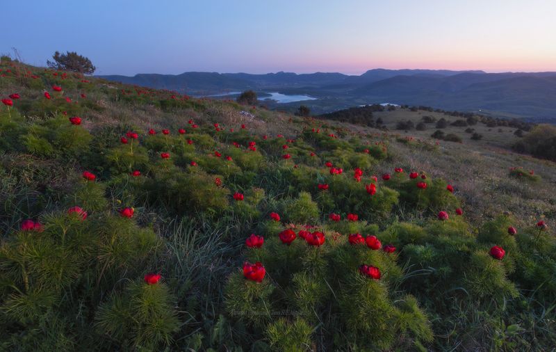 крым, севастополь, пион тонколистный, crimea, nature, передовое, пион, пейзаж, landscape, байдарская долина Страна Пиония фото превью
