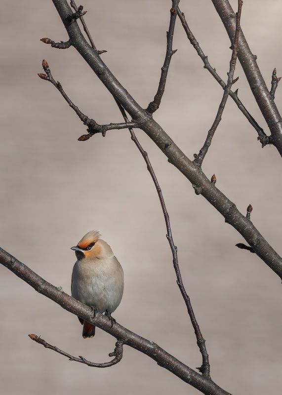 Свиристели фото превью