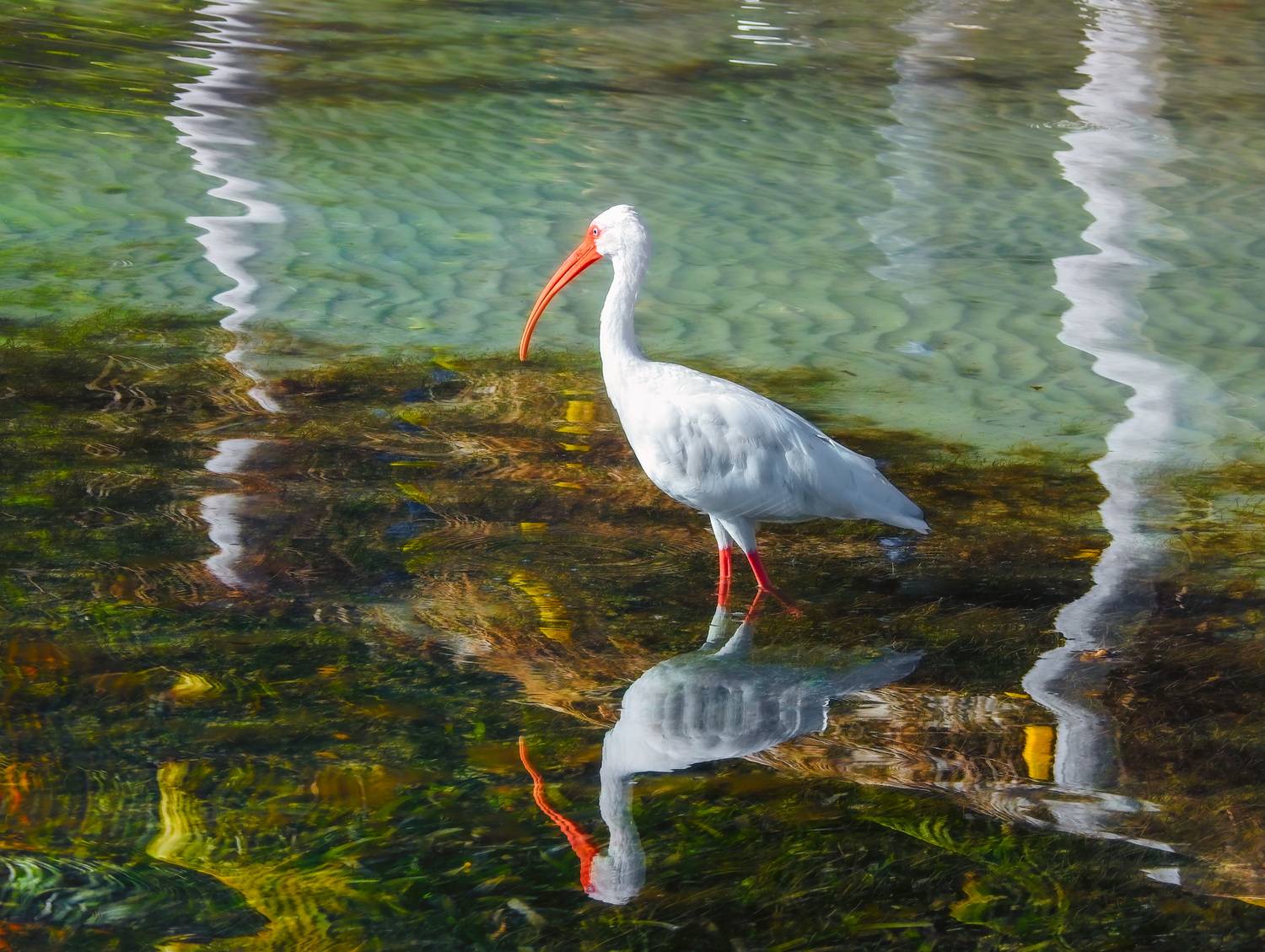 , Шварцман Евгений