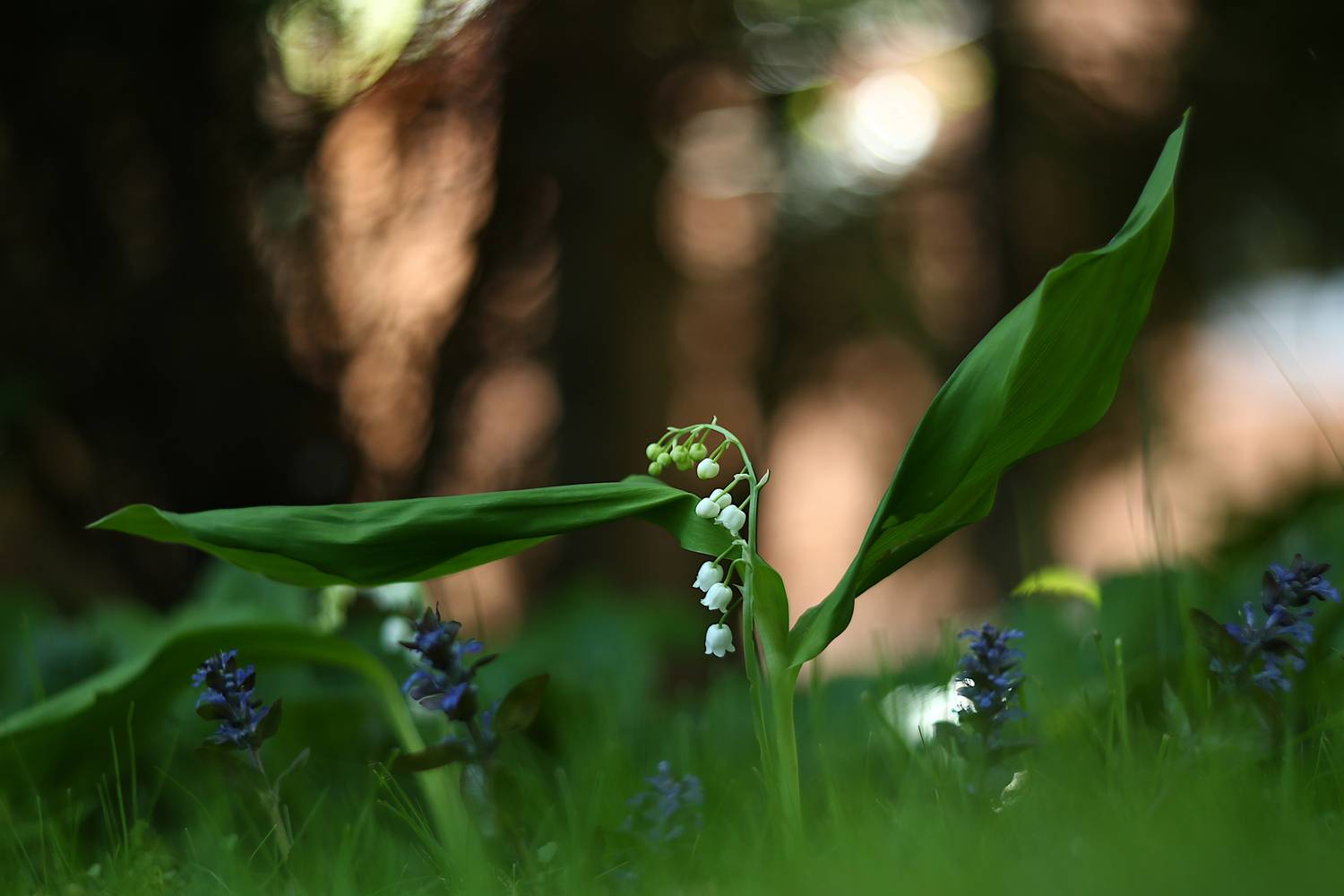 , Колобошников Эдуард