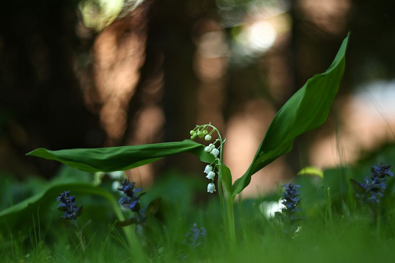 ***** фото превью