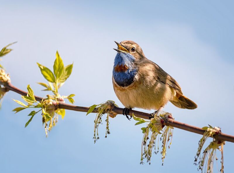 птица, варакушка, самец, Варакушка. (самец) фото превью