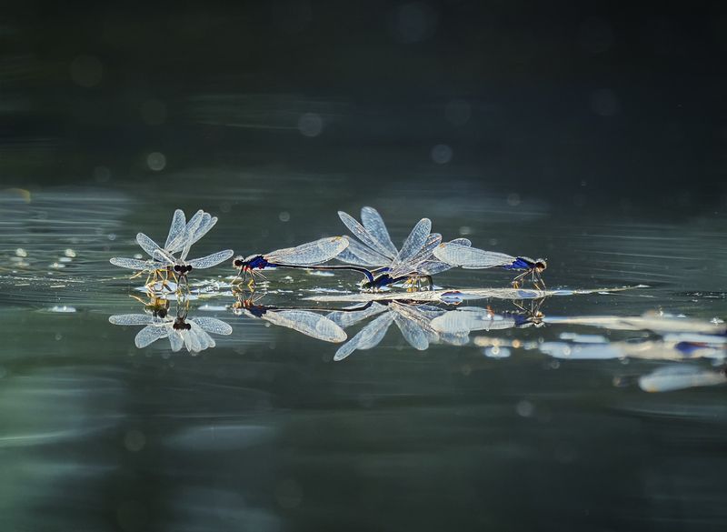 Крылатые) фото превью