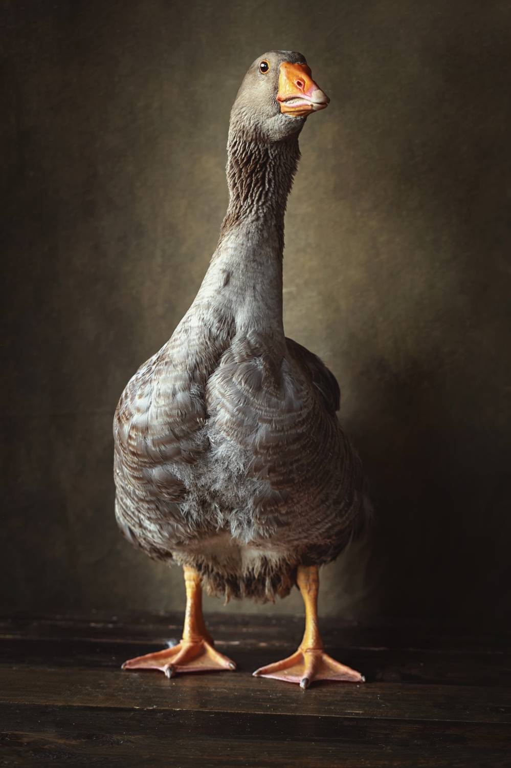 , Аден Аксинья