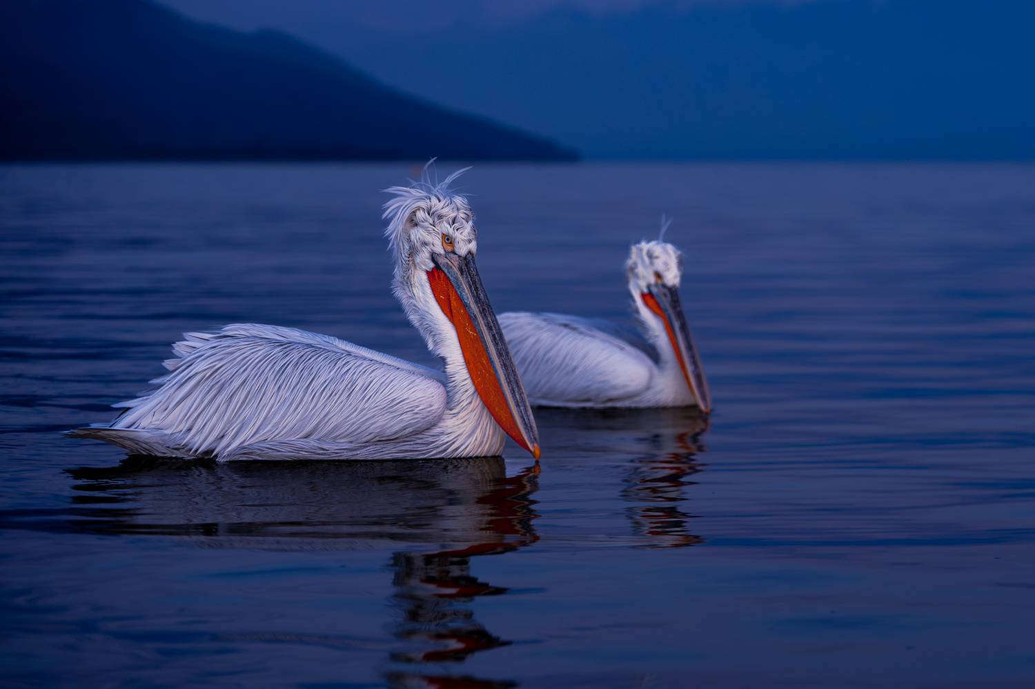 Dalmatian Pelicans Далматинские Кудрявые Пеликаны птицы birds , Оксана Дорн