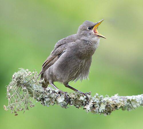 juvenile. European Starling - Cлеток. Обыкновенный скворец
