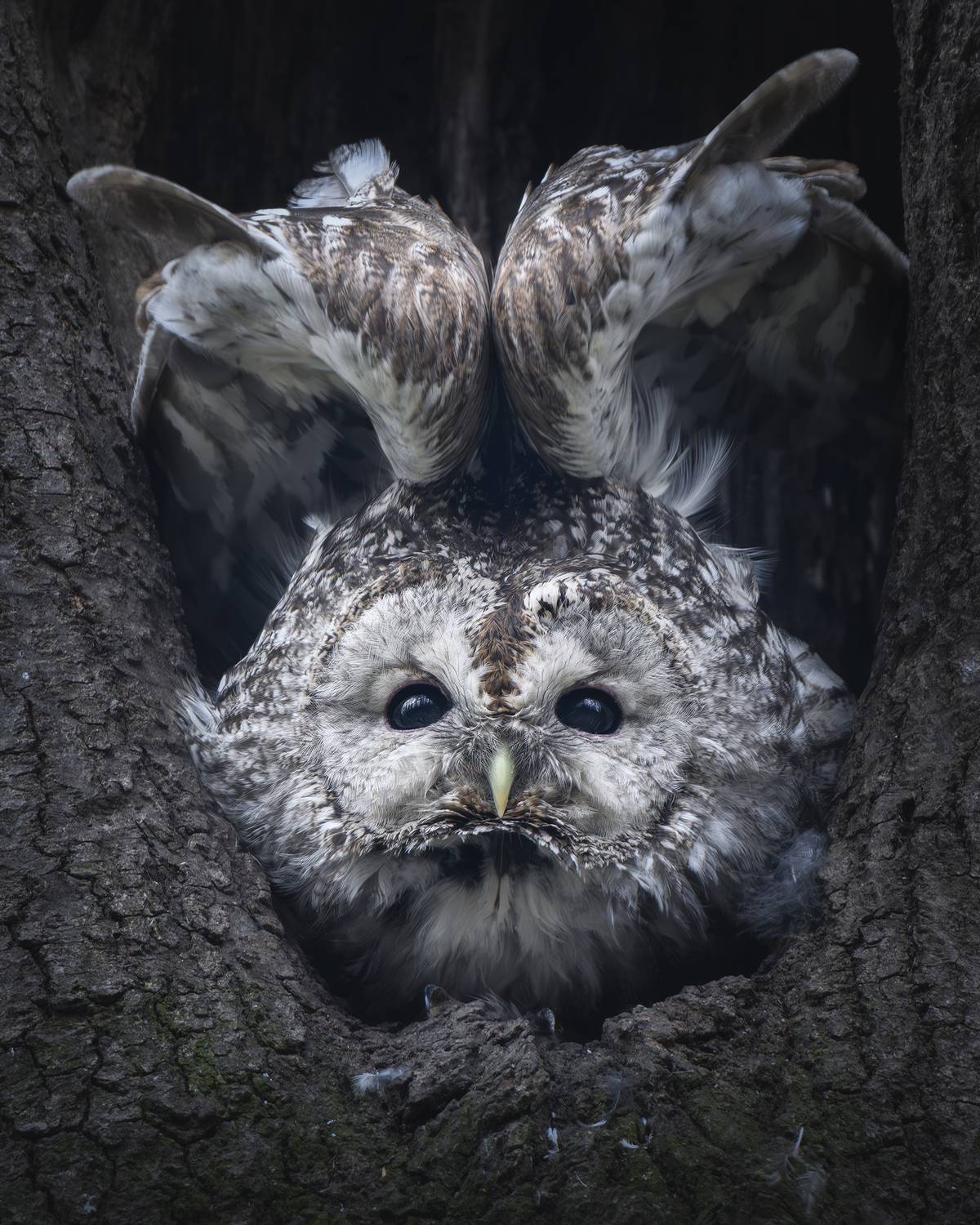 , Поляков Михаил