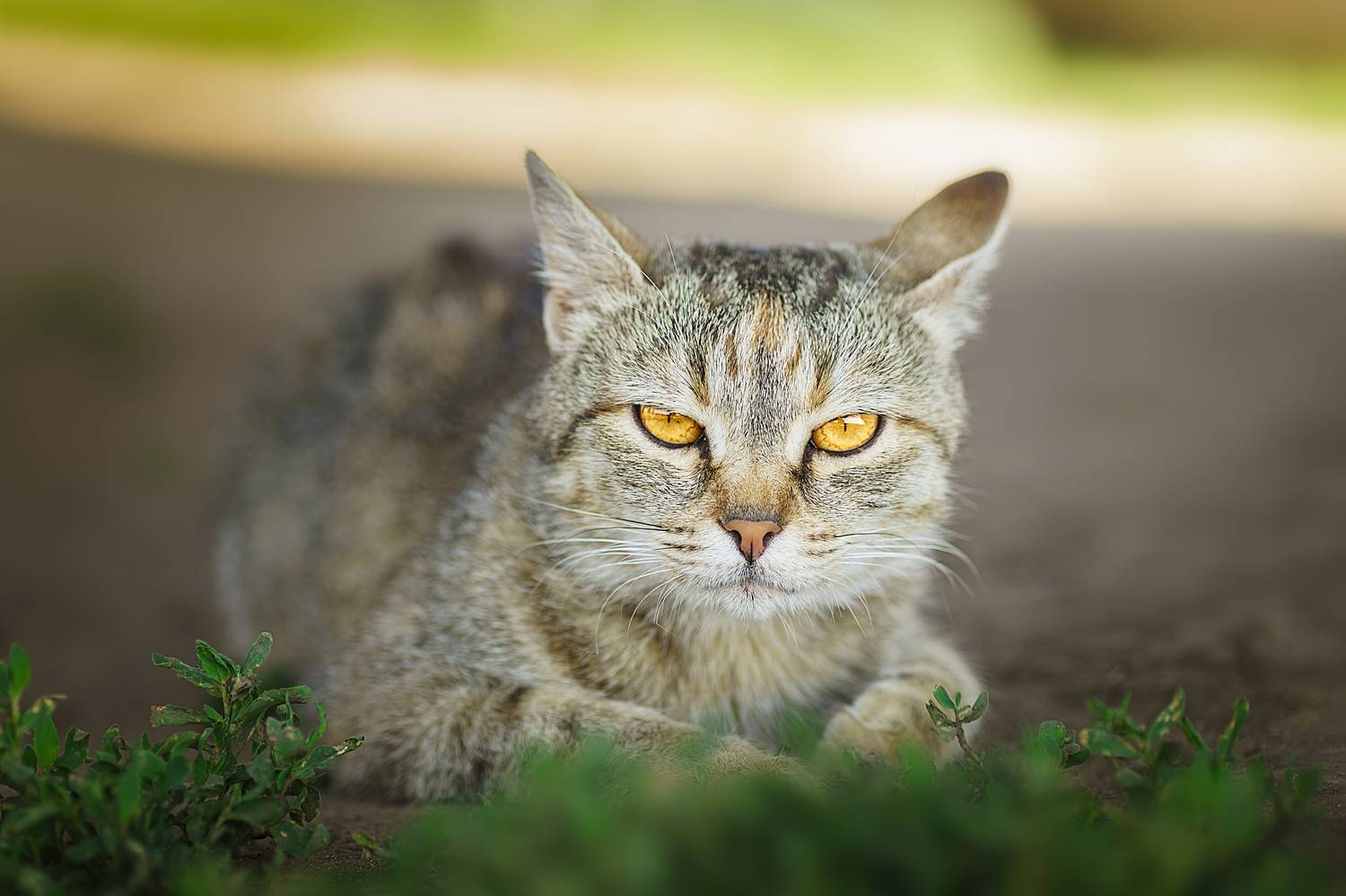 , Корнеев Алексей