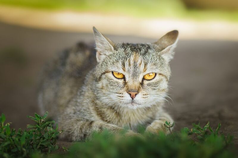 Котофей фото превью