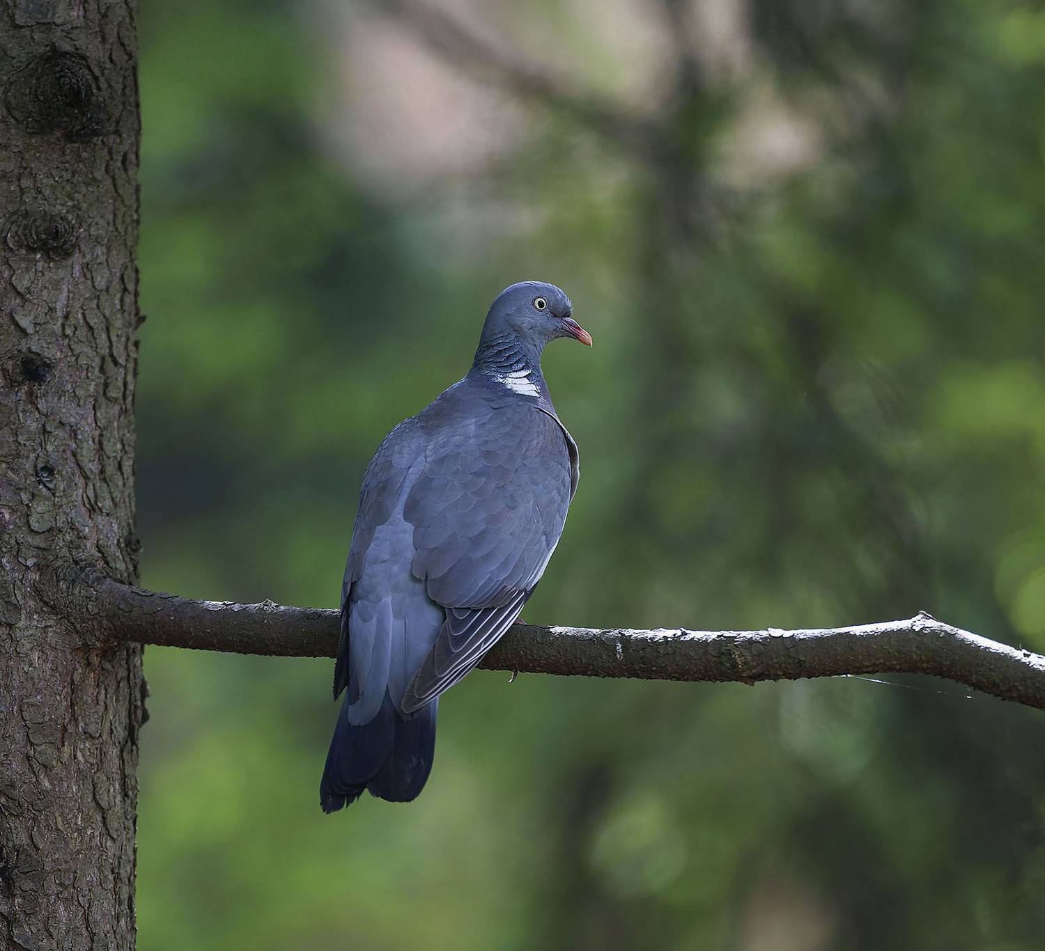 вяхирь, красавчик, лес, природа, bird, beautiful, forest, nature, Стукалова Юлия