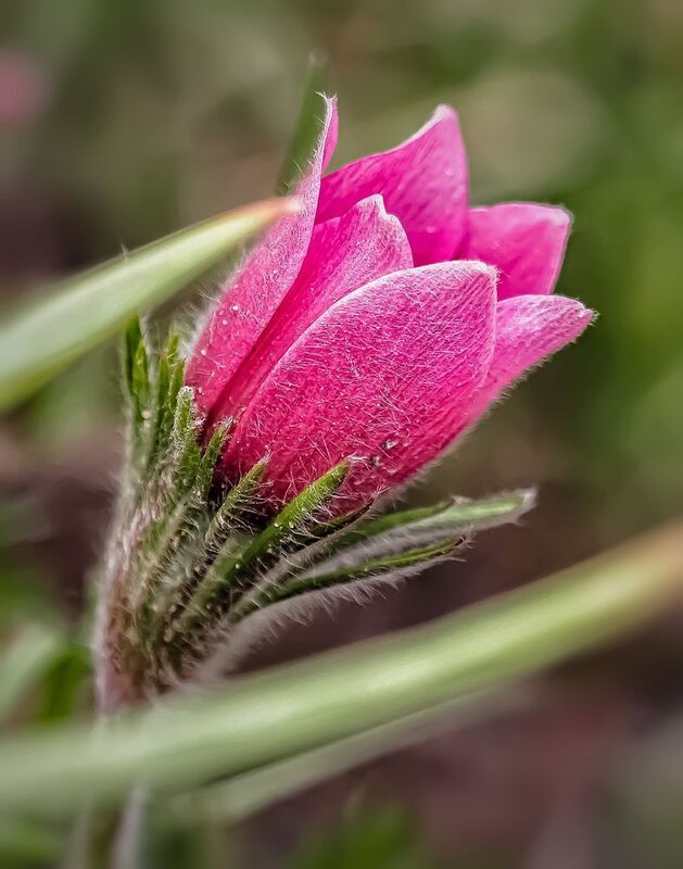 Сон трава .\\\\ фото превью