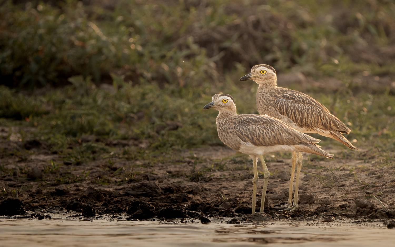 , maria paula lozano