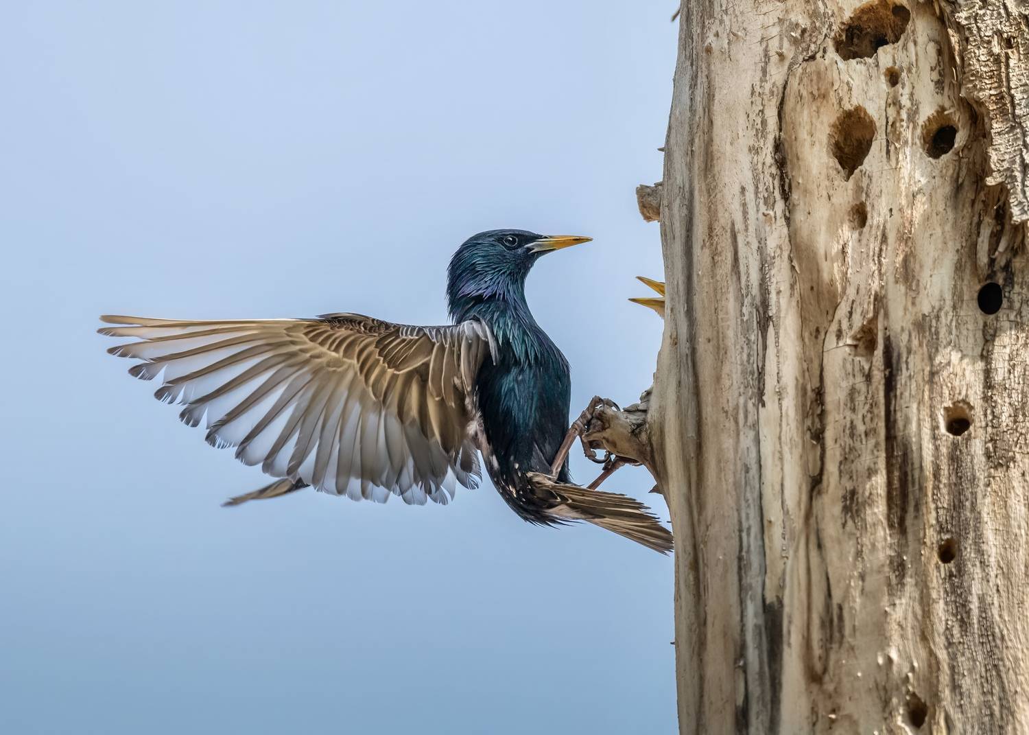 , Valle Clara Maikel