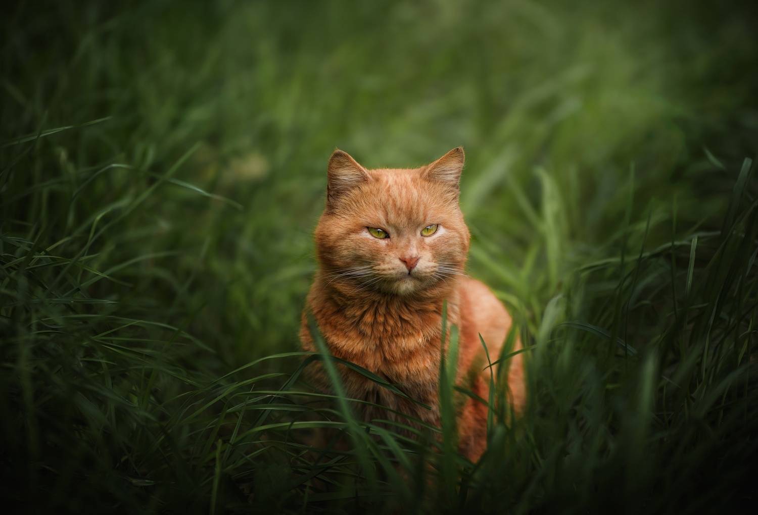 , Наталия Матвеева