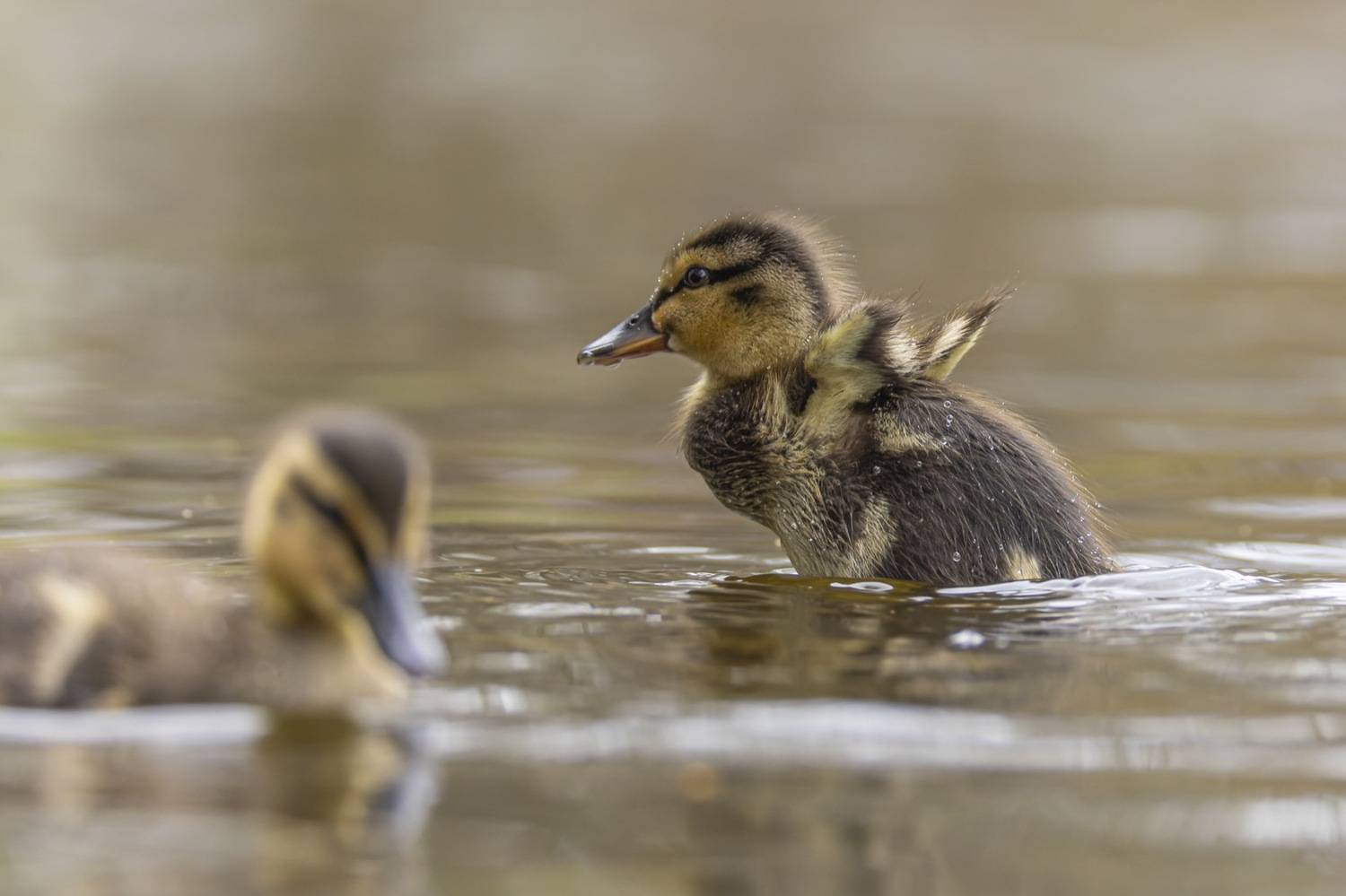 кряква, утка, утенок, птицы, Руслан Pl