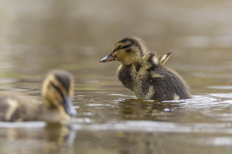 кряква, утка, утенок, птицы  фото превью