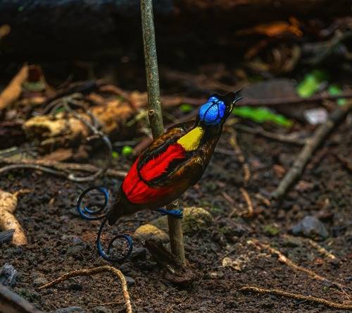 Wilson\'s bird of Paradise