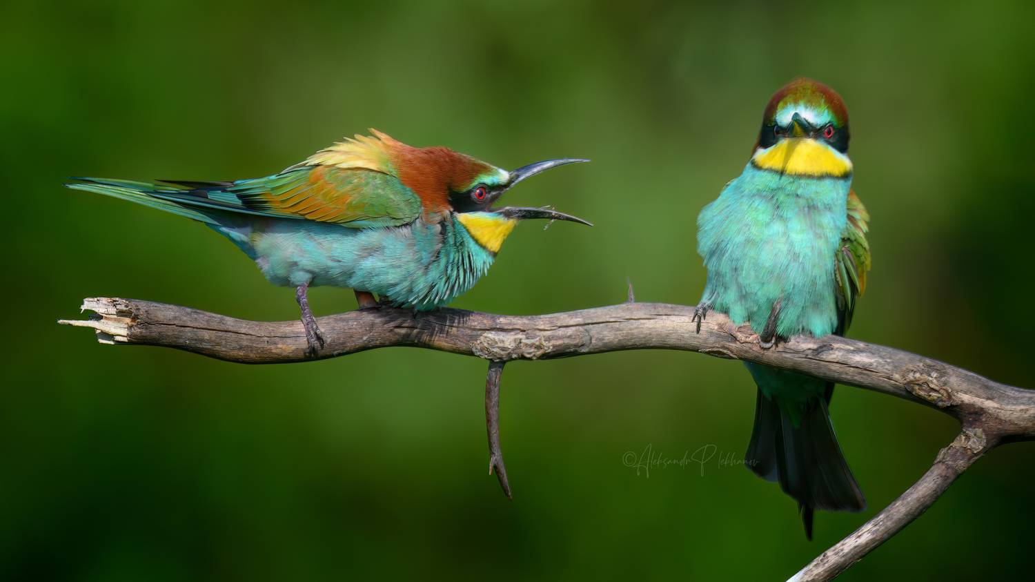 bee-eater, эмоции,, Плеханов Александр